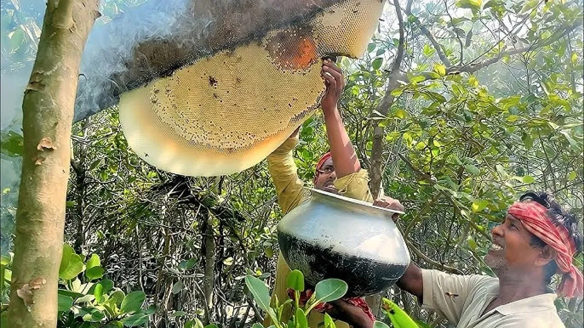 সুন্দরবনে মধু আহরণ শুরু কাল, লক্ষ্যমাত্রা ২৭০০ কুইন্টাল