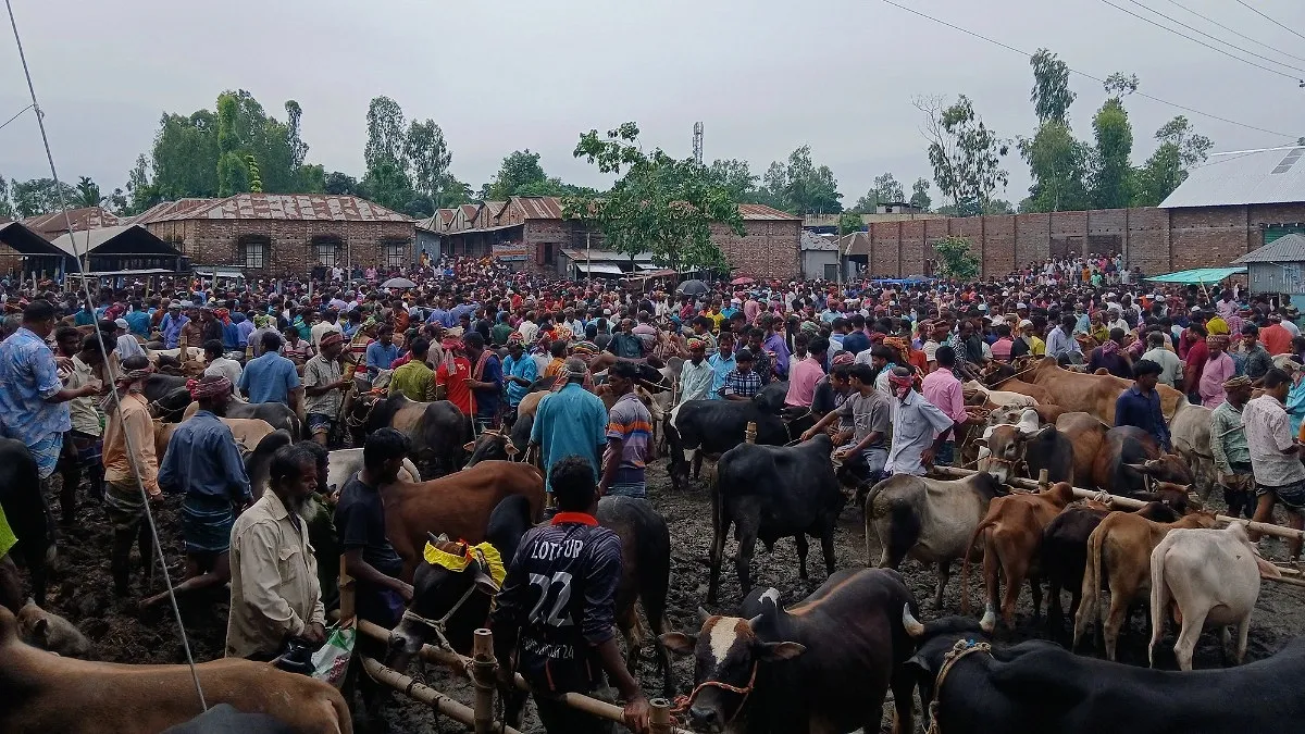 চোরাই পথে আসছে না গরু, সীমান্তহাটগুলোতে ‘স্বস্তির ছায়া’