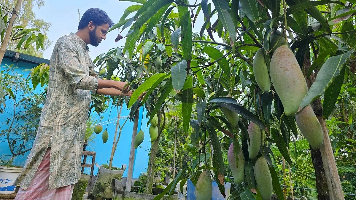 স্কুলশিক্ষকের ছাদবাগানে ৪০ জাতের আম