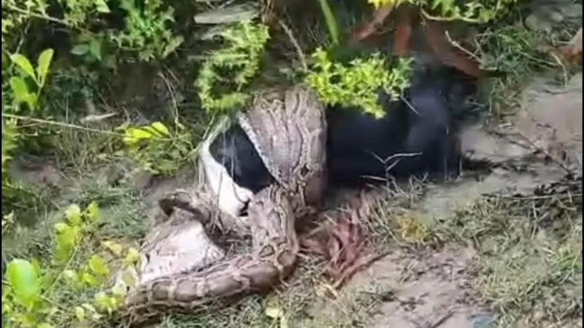 সুন্দরবন থেকে লোকালয়ে অজগর, জীবন্ত ছাগল গিলে খাওয়ার চেষ্টা
