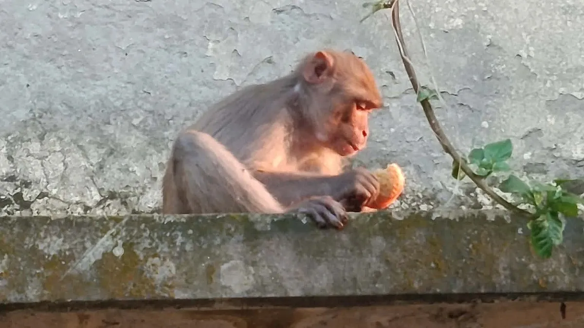 খাবারের খোঁজে লোকালয়ে বনের তিন বানর