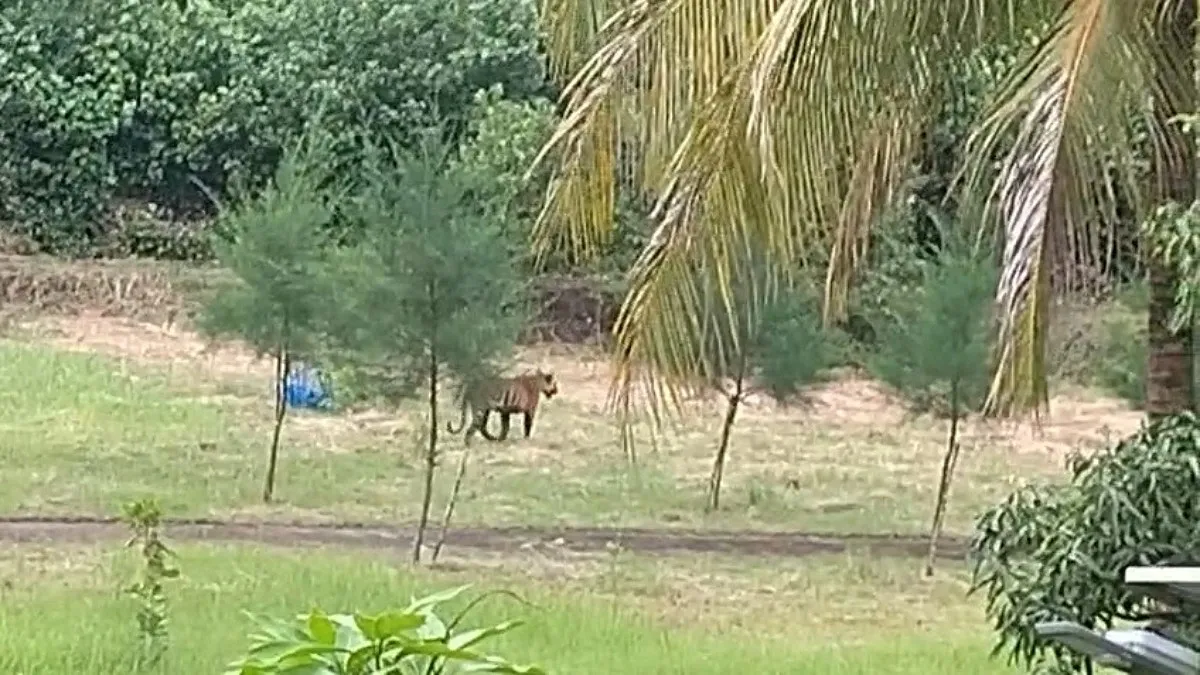 আন্ধারমানিক বন কার্যালয়ের সামনে ঘুরে বেড়াচ্ছিল বাঘ