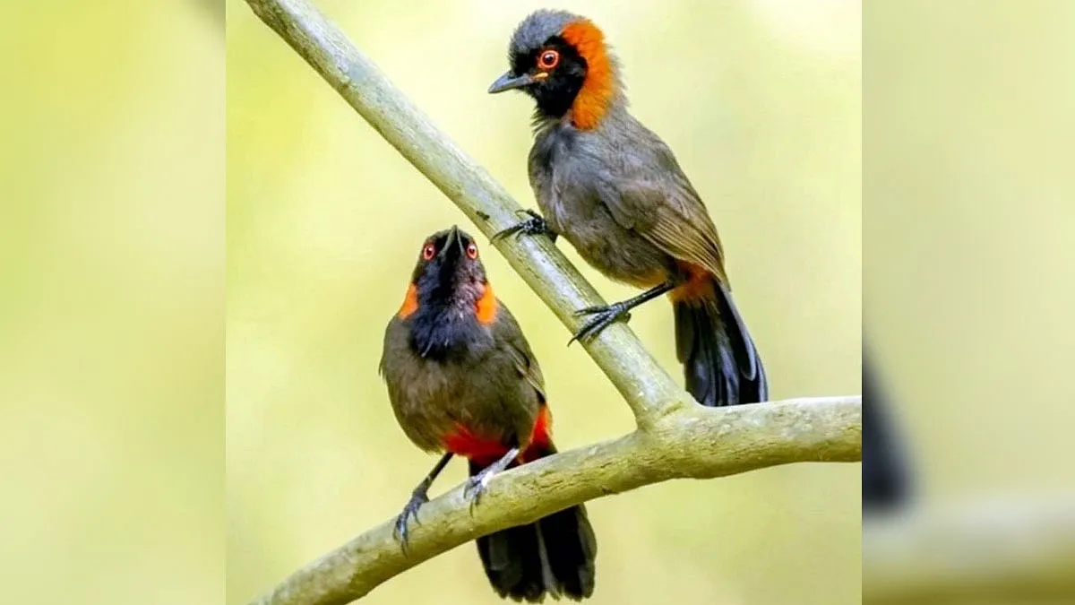 অতি লাজুক লালঘাড় পেঙ্গার দেখা মিলল রাজারহাটে