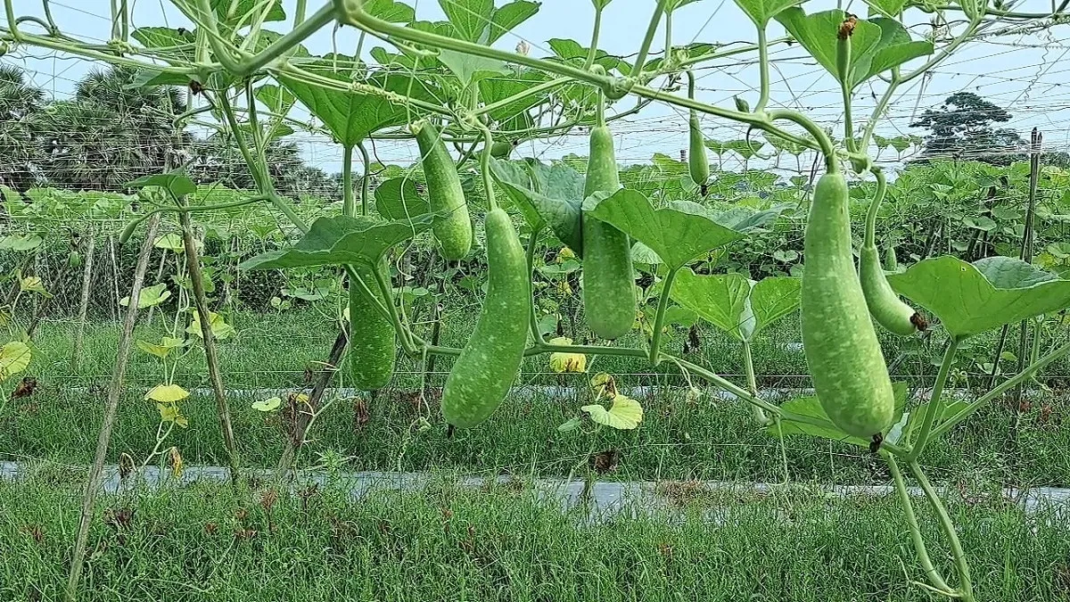অফ সিজনের লাউয়ে ভাগ্য বদলাচ্ছে বাগেরহাটের কৃষকের
