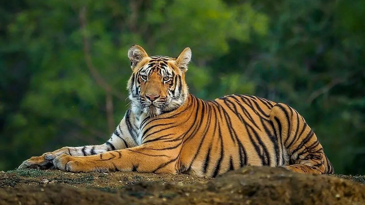 সুন্দরবনে দুই বছরে পাওয়া যায়নি কোনো বাঘের মৃত্যুর খবর