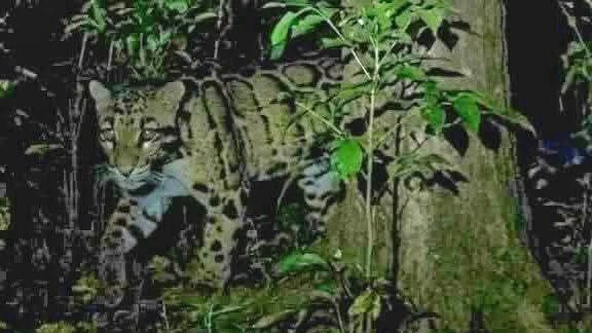 গাজীপুরের তিন গ্রামে বাঘ আতঙ্ক