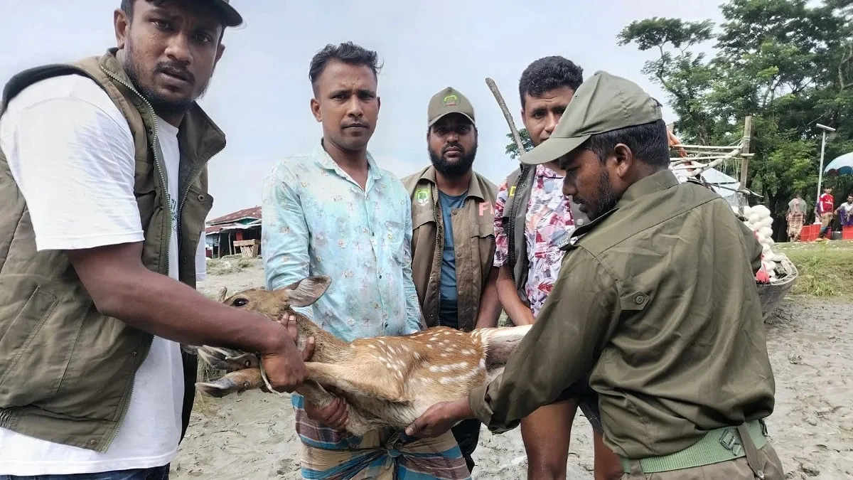 মনপুরায় লোকালয়ে মায়াবি হরিণ, বনে অবমুক্ত
