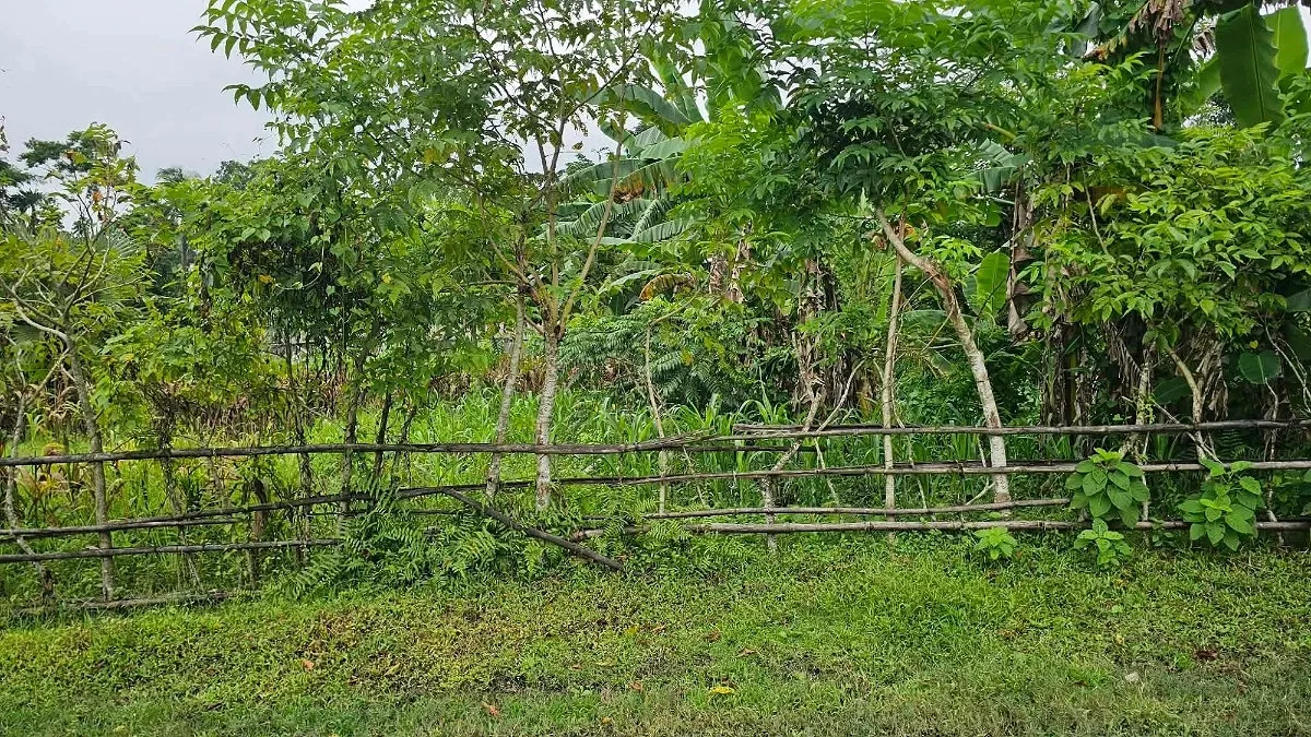 সরকারি রাস্তায় বাঁশের বেড়া দিয়ে চাষাবাদ, অপসারণের নির্দেশ