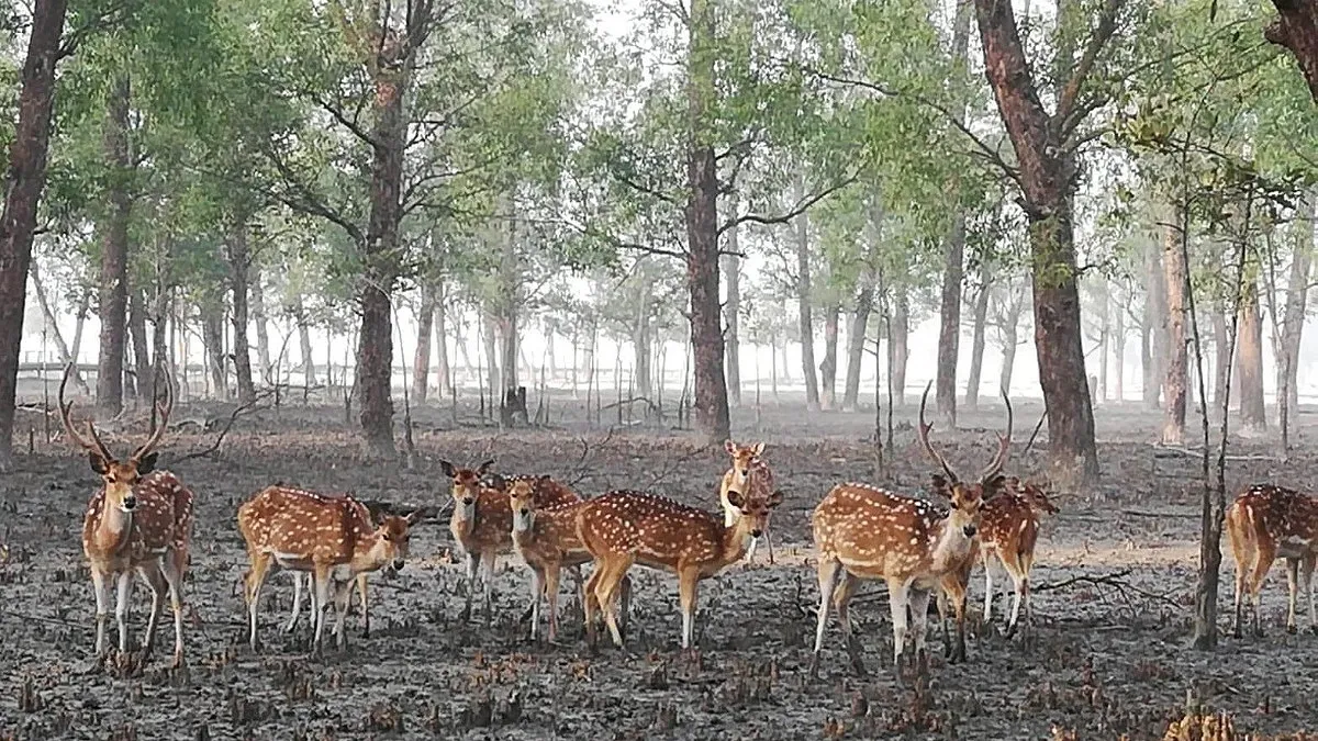 সজীবতা ফিরেছে সুন্দরবনে, নির্ভয়ে ঘুরছে বন্যপ্রাণী