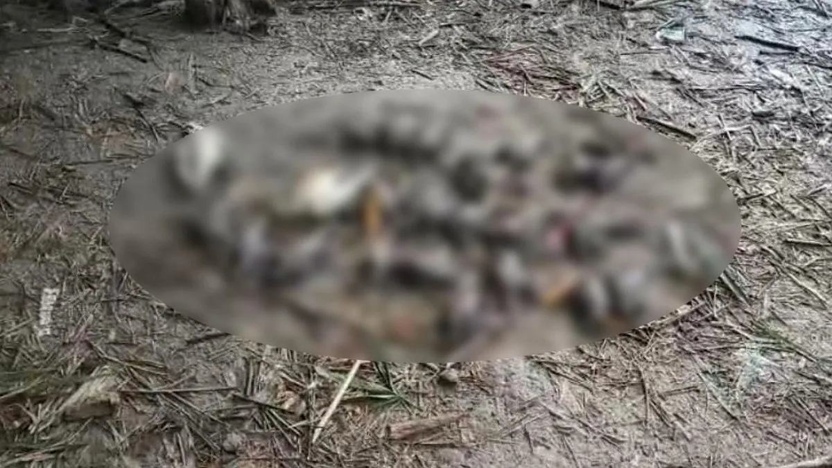 চুয়াডাঙ্গায় বিষ দিয়ে ২৯ পাখি হত্যা, বাবা-ছেলের নামে মামলা