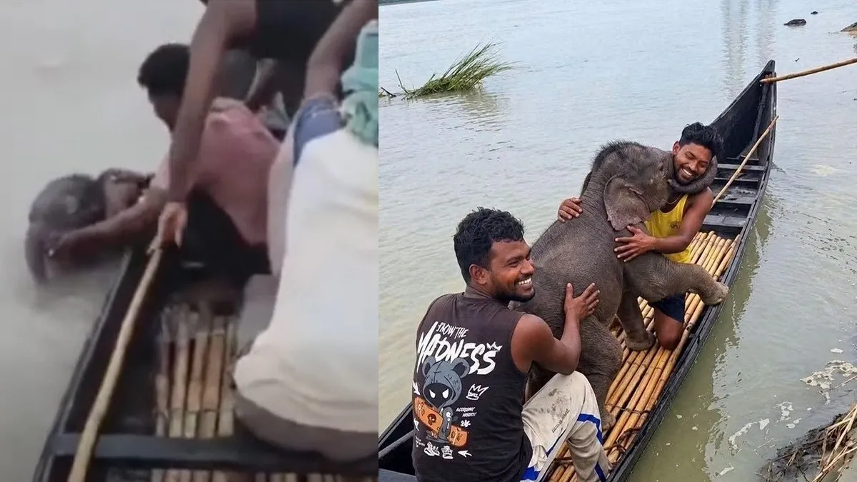 তিস্তার স্রোতে ভেসে যাওয়া হাতি শাবককে উদ্ধার করে মায়ের কাছে পৌঁছে দিলেন জেলেরা