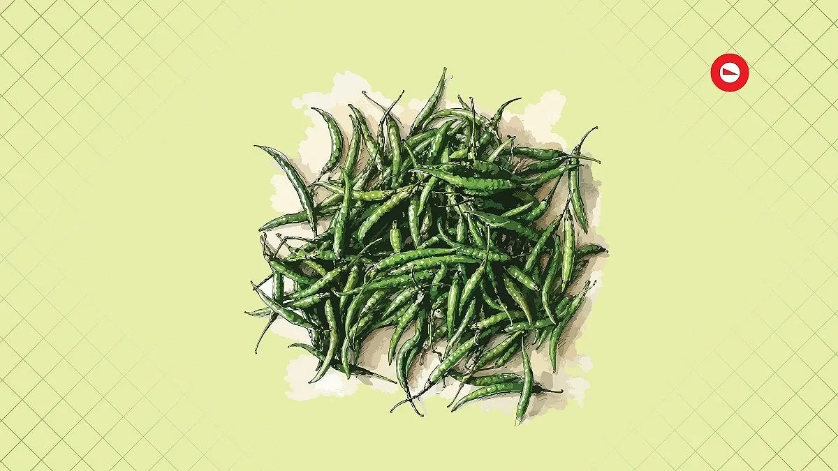 বর্ষায় মরিচ চাষে নতুন স্বপ্ন, মিলছে ভালো দামও