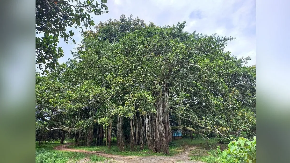 তিন প্রজন্ম ধরে ঠায় দাঁড়িয়ে ঠাকুরদাদার বটবৃক্ষ
