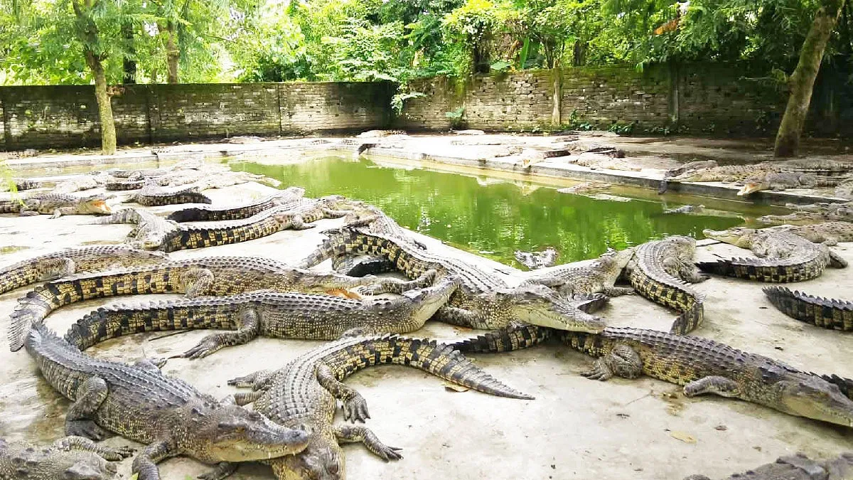 পিকে হালদারের কুমিরগুলোর এখন কী হবে