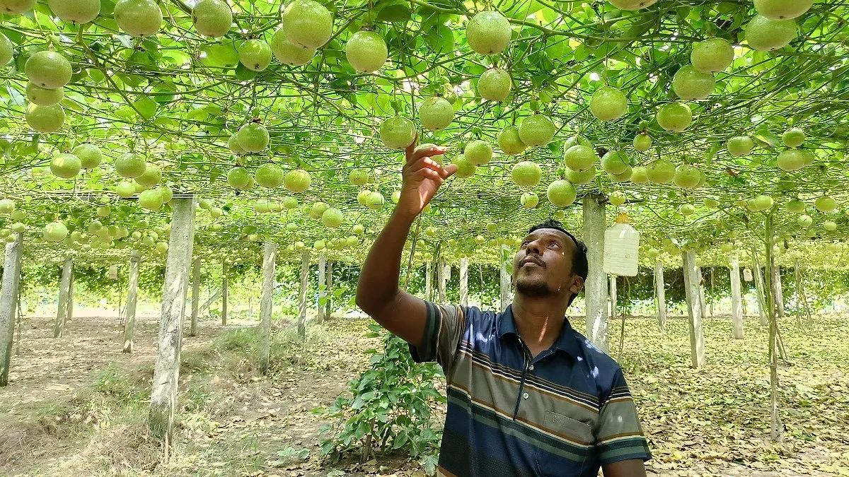বিদেশি ফলে বদলে যাচ্ছে জীবননগরের কৃষকের ভাগ্য