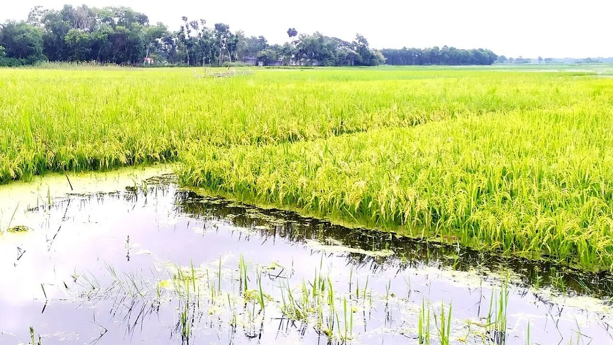তিস্তার পানি ওঠানামায় পাকা ধান নিয়ে চরের কৃষকের দুশ্চিন্তা