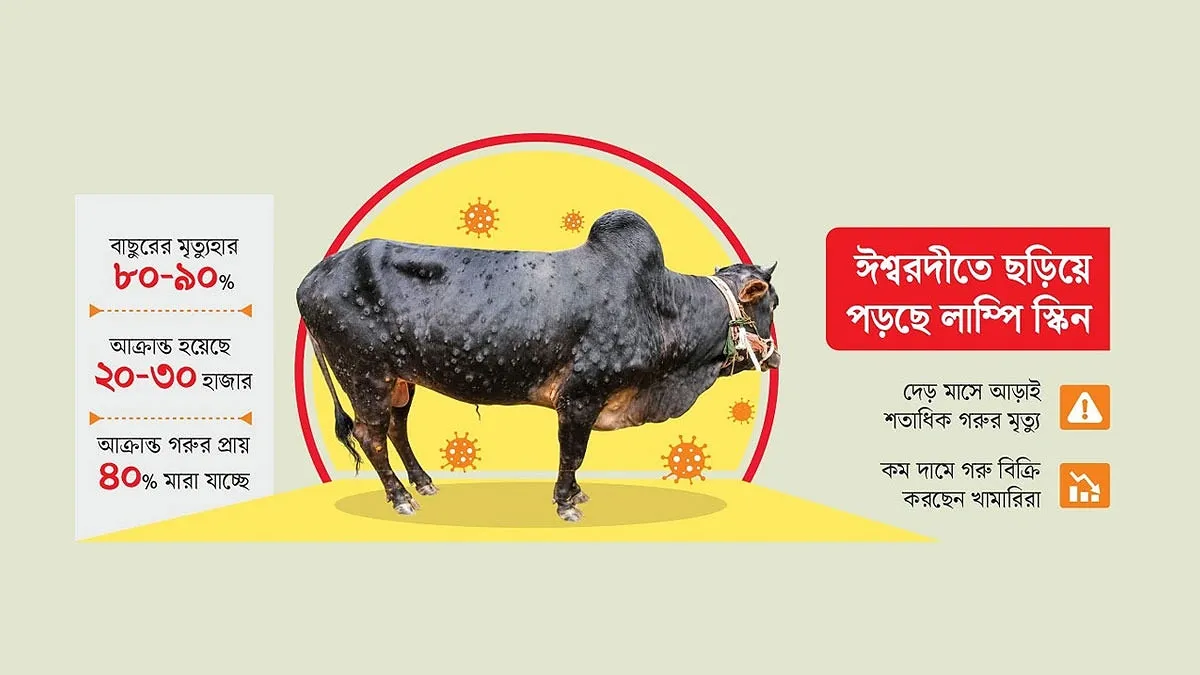 লাম্পি স্কিনে বিপর্যস্ত ঈশ্বরদী, দেড় মাসে আড়াই শতাধিক গরুর মৃত্যু