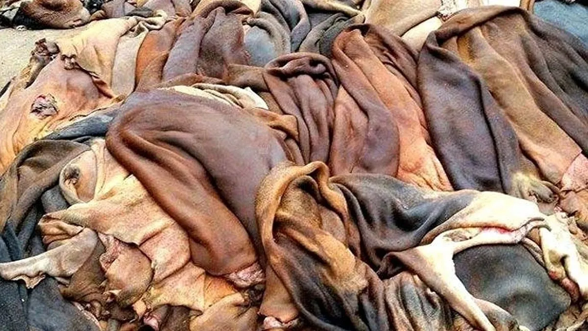 সনদহীন চামড়ায় বিদেশি ক্রেতাদের অনীহা
