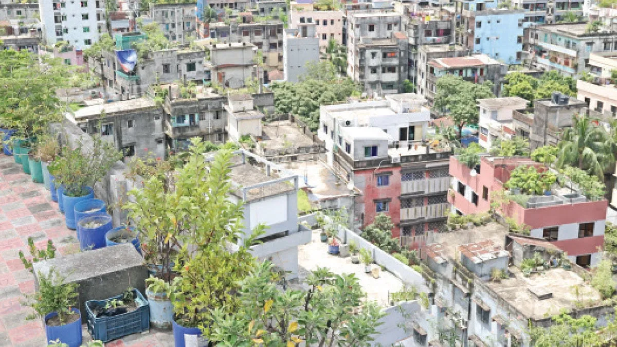 এক চিলতে ছাদে এক টুকরো অরণ্য