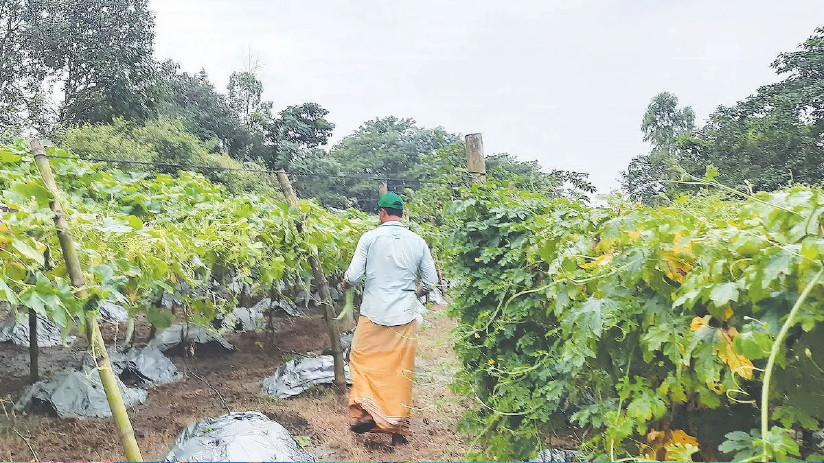 বানিয়াচংয়ে রোগে মরছে ক্ষীরা-টমেটোর পাতা