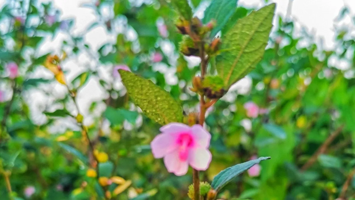 ঝোপে ফুটেছে বনওকড়া