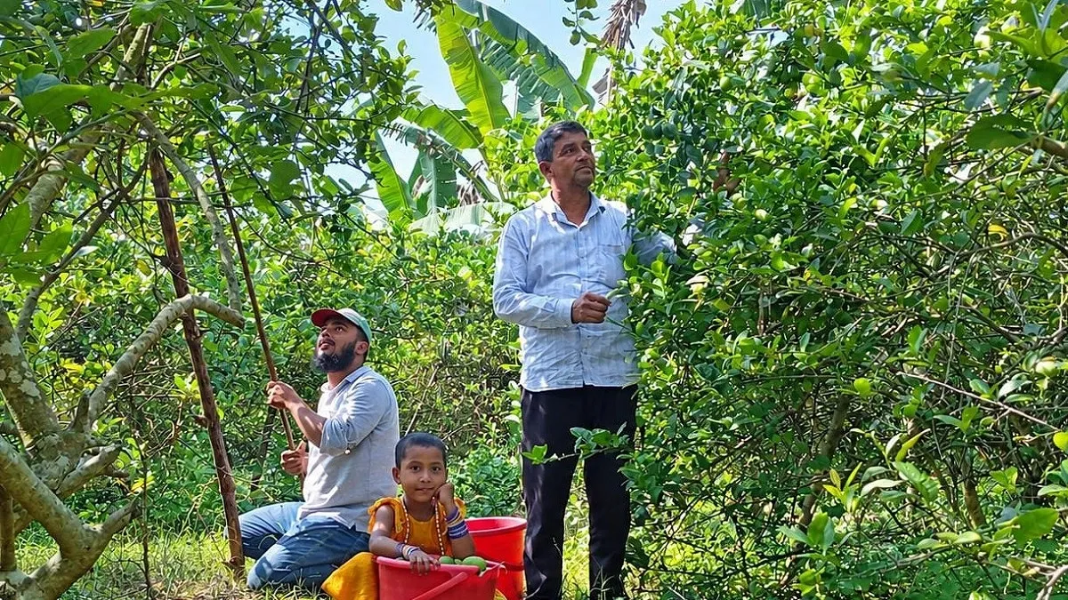 লেবু বিক্রি করে বছরে অর্ধকোটি টাকা আয় ঈশ্বরদীর শাহিনের