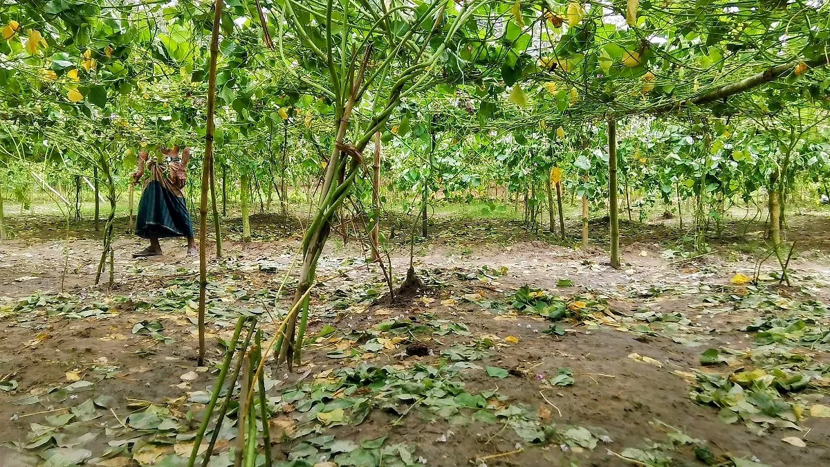 দিনাজপুরে কৃষকের ৬০০ শিমগাছ কেটে দিল দুর্বৃত্তরা
