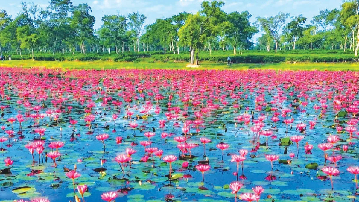 চুনারুঘাটে টচা বাগানের বুকে লাল শাপলার বিল