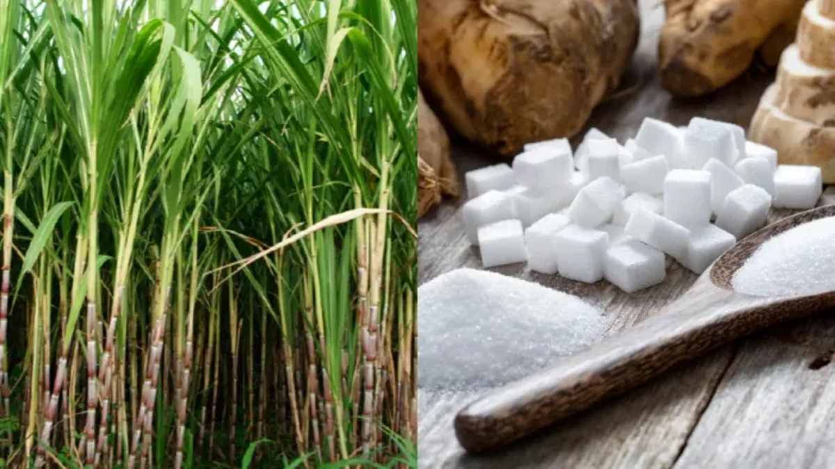 চিনিশিল্পে ‘বহুগুণ’ বেড়েছে চাষিদের আগ্রহ