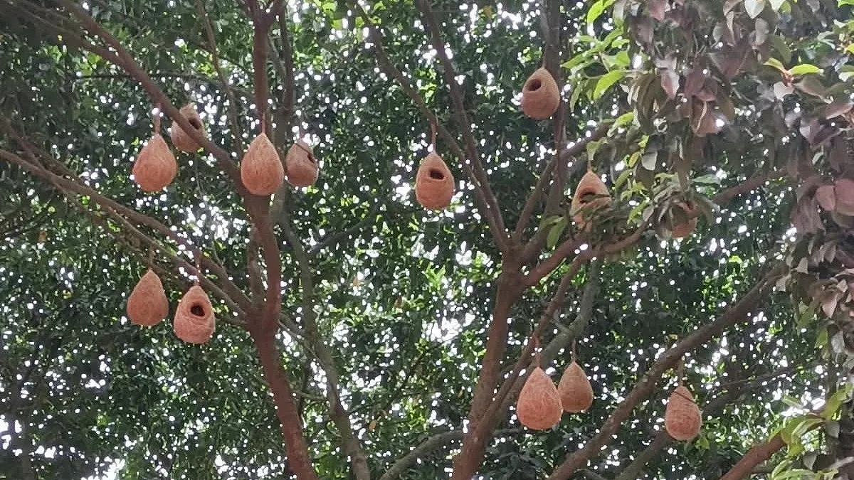 পাখিদের কিচিরমিচিরে মুখরিত অফিস পাড়া, গাছে গাছে বাসা স্থাপন