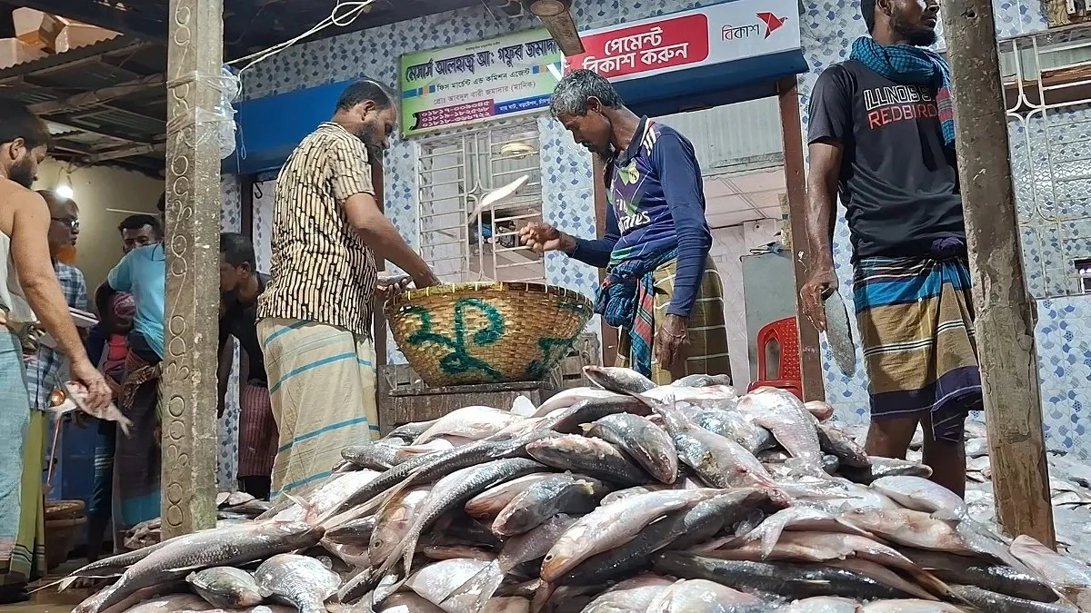নিষেধাজ্ঞা শেষে চাঁদপুর মাছঘাটে ফিরেছে কর্মচাঞ্চল্য