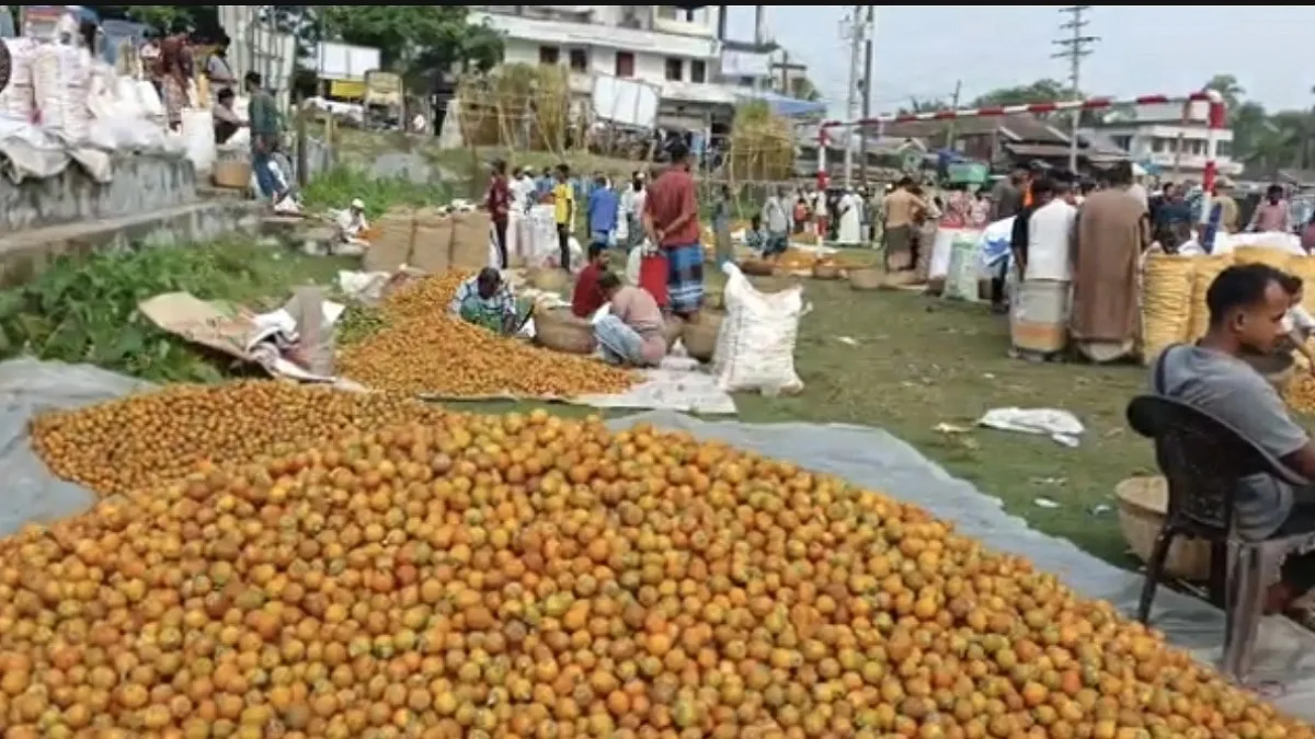 পিরোজপুরে সুপারির আবাদ বাড়লেও কমছে ফলন, দুশ্চিন্তায় চাষিরা
