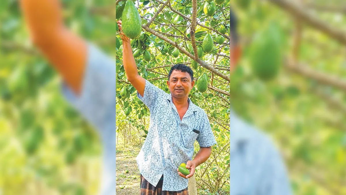 ২০০ টাকার চারায় শুরু, প্রেম কুমারের আয় এখন লাখ টাকা