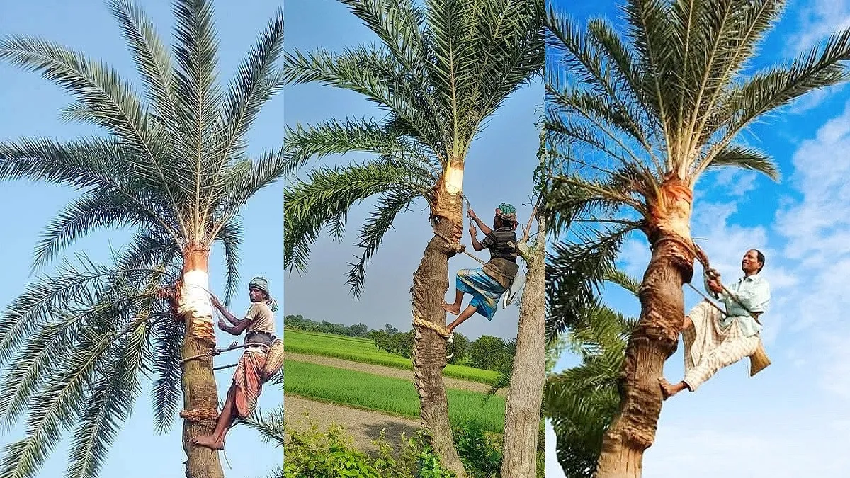 জীবননগরে শীতের আগমনী বার্তা, খেজুর গাছ প্রস্তুতে ব্যস্ত গাছিরা