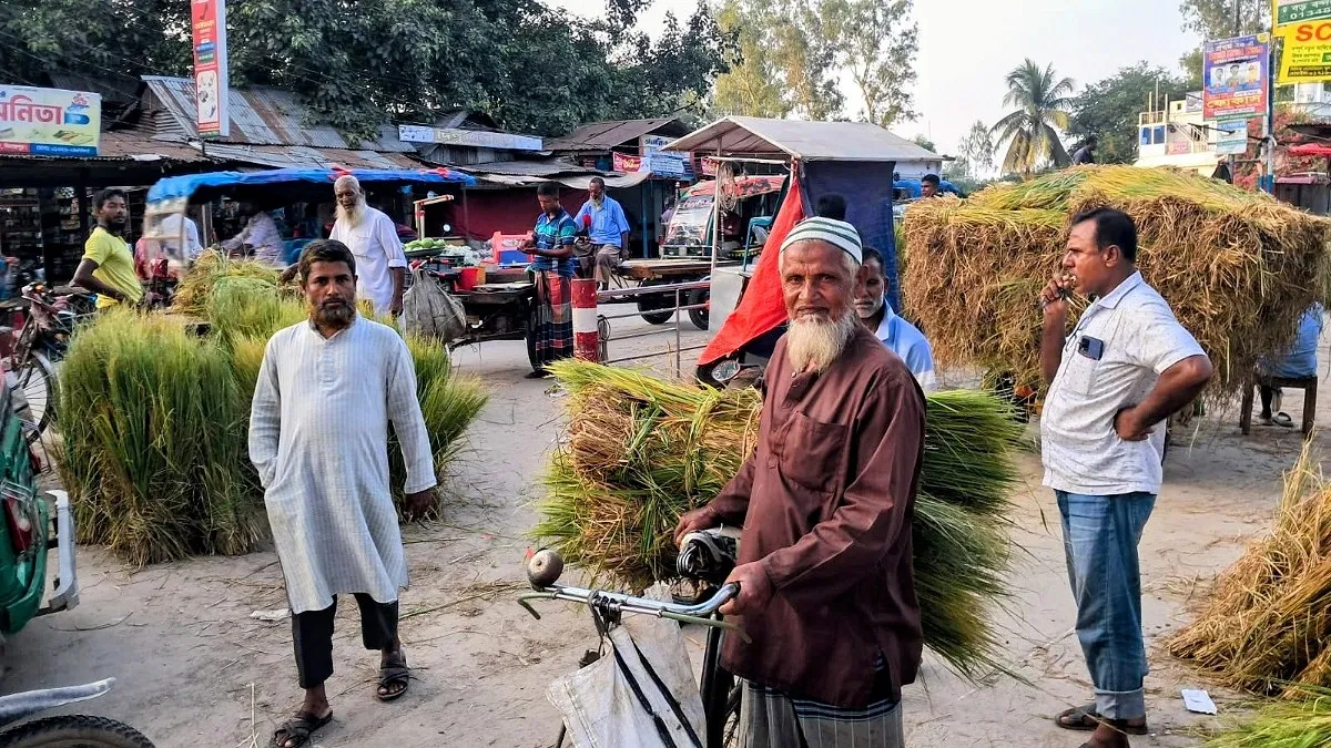 গোখাদ্যের সংকট, বাড়তি দামে দিশেহারা খামারিরা