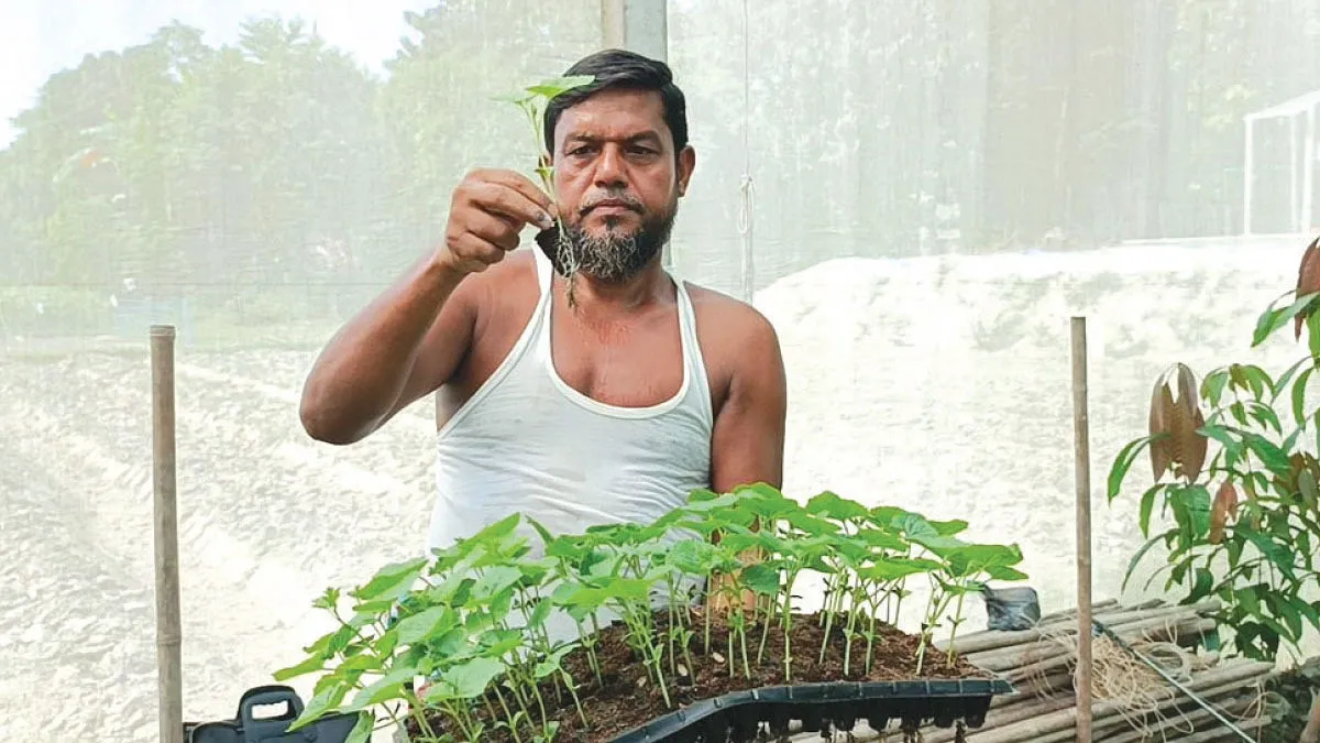 মাটি ছাড়াই সবজির চারা