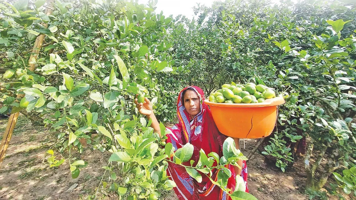 ফুলবাড়িয়ায় শতকোটি টাকার লেবু বেচাকেনা
