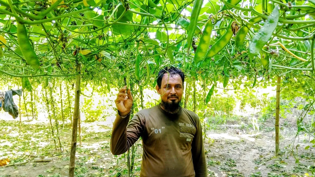 আগাম কেরালা শিম চাষে লাভের স্বপ্ন দেখছেন দিনাজপুরের রাজু
