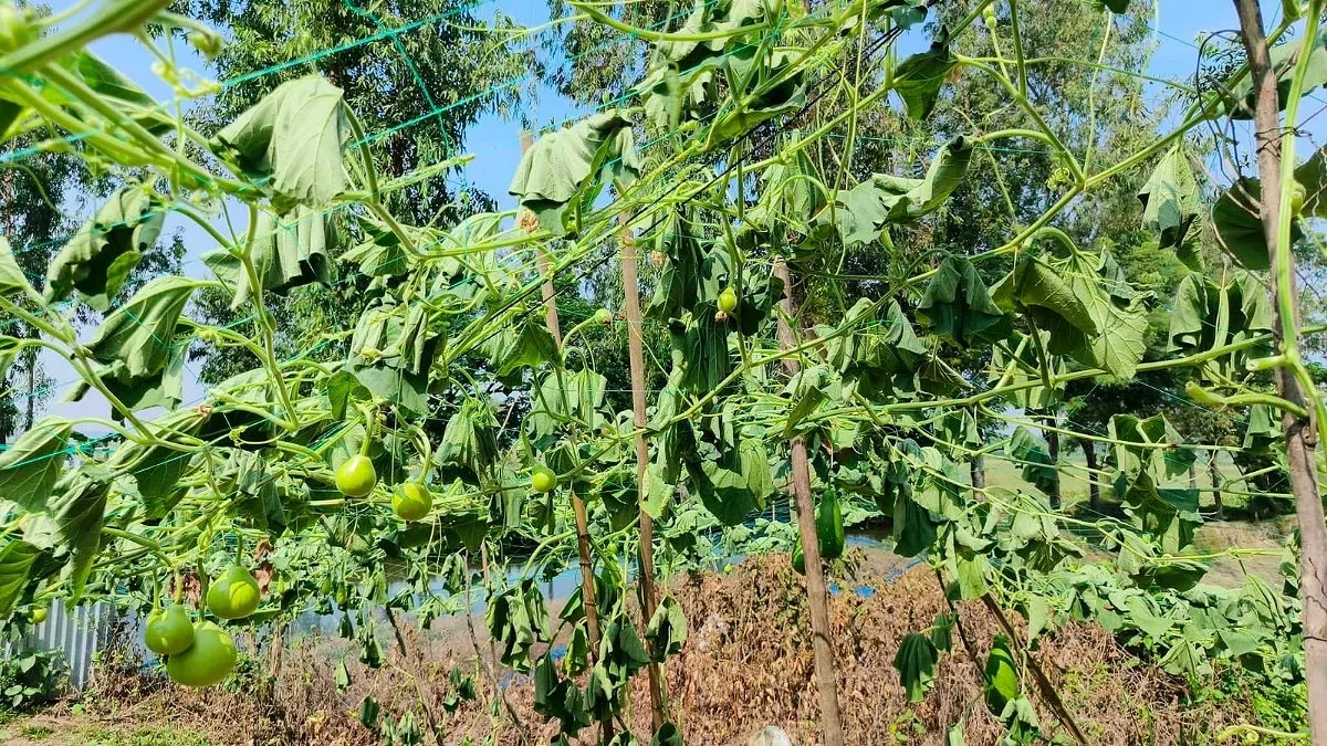 দুই শতাধিক লাউগাছ কেটে দিল দুর্বৃত্তরা, ভাঙল কৃষকের স্বপ্ন