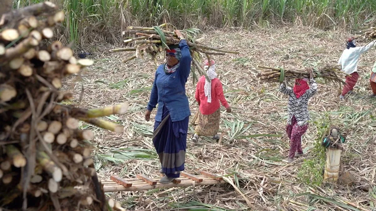 ঋণ আর কাজের চাপে যেভাবে জরায়ু অপসারণে বাধ্য হচ্ছেন ভারতের নারী আখশ্রমিকরা