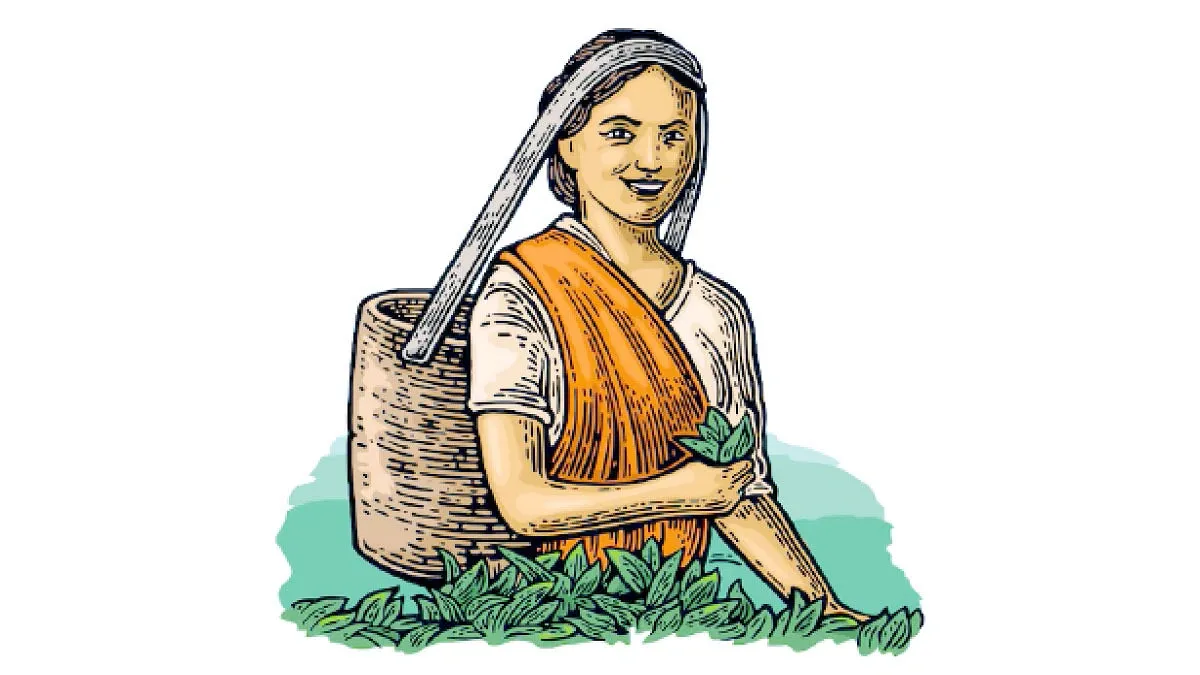 ৮ বছর পর চা বাগানে ভোট, অংশ নিচ্ছে ৬০০ প্যানেল