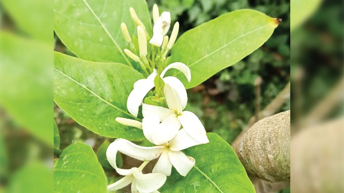 কুরচি