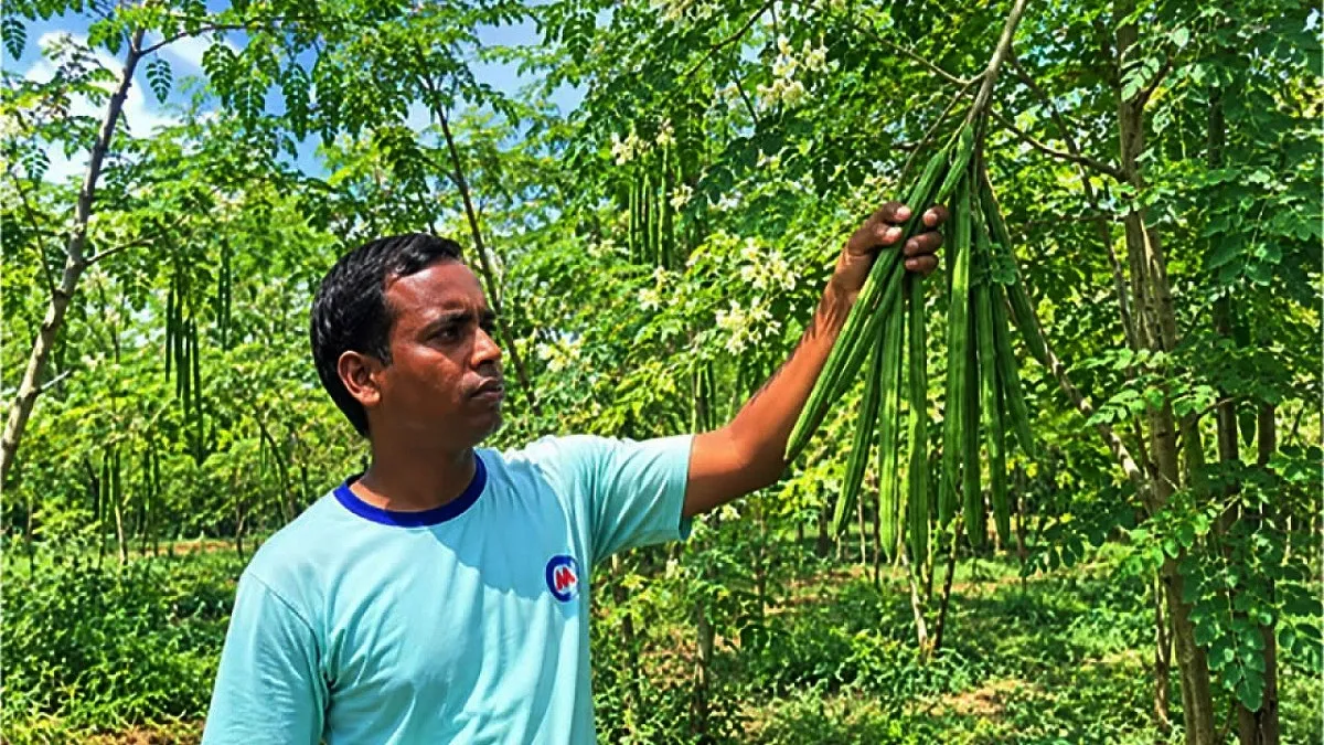 এক বিঘা জমিতে বারোমাসি শজনে চাষে লাখ টাকার স্বপ্ন