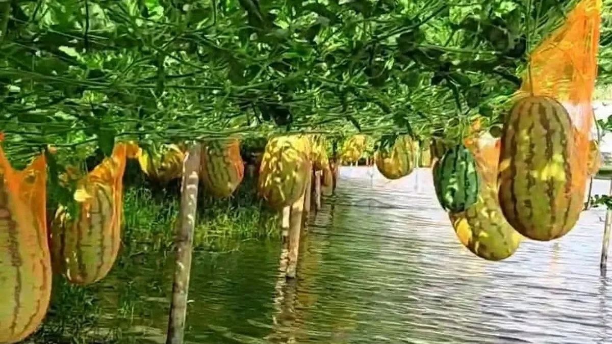 সাতক্ষীরায় লবণাক্ত ঘেরের পাড়ে তরমুজের চাষ