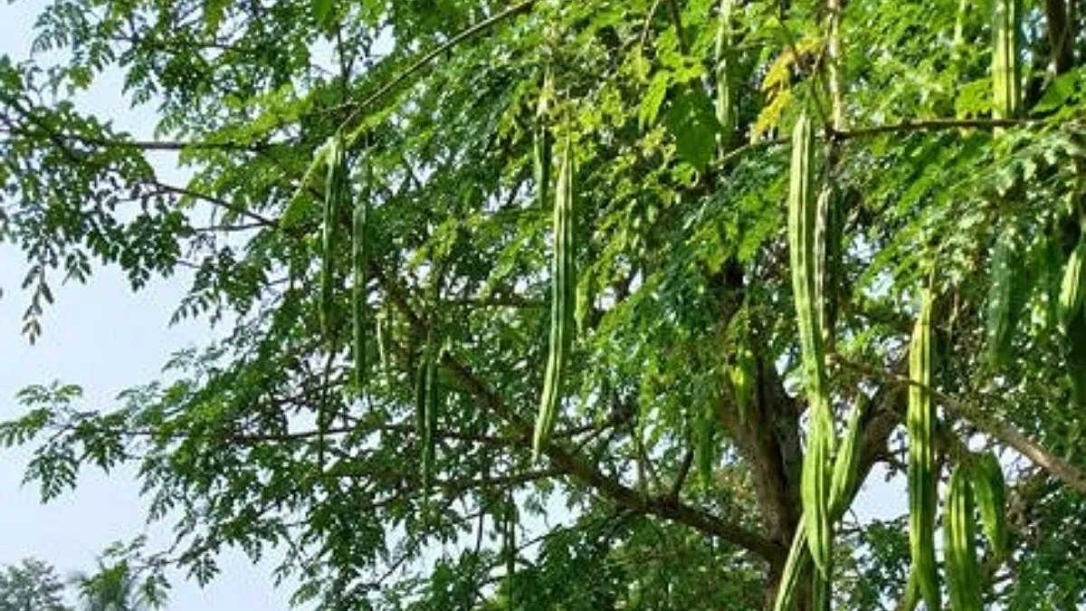 মৌসুমের গণ্ডি পেরিয়ে বিরামপুরে বারোমাসি সজনে