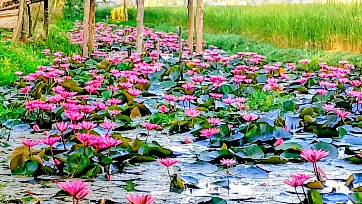 ছোট মহেশপুরের নয়নজলিতে লাল শাপলার মেলা