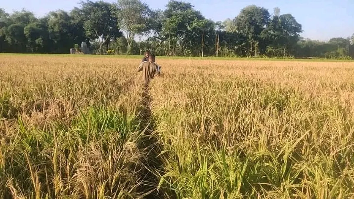 গঙ্গাচড়ায় কীটনাশক ছিটিয়ে কৃষকের এক একর জমির ধান নষ্টের অভিযোগ