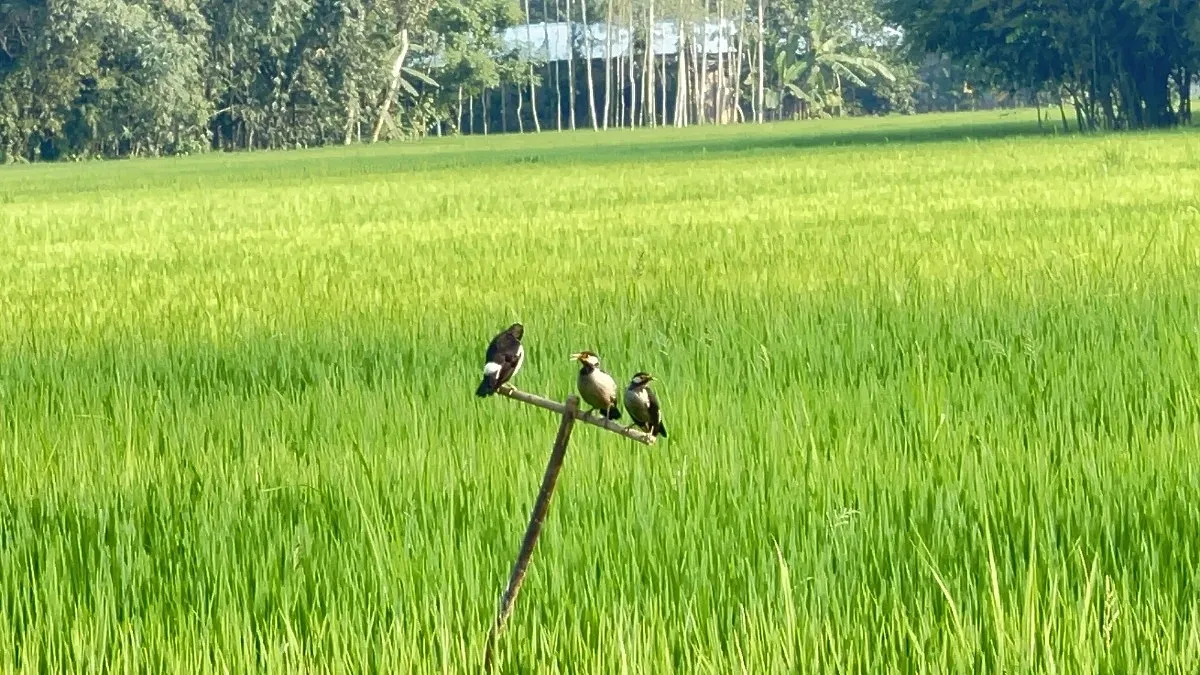 জনপ্রিয় হচ্ছে কীটনাশকের বিকল্প পরিবেশবান্ধব পার্চিং পদ্ধতি