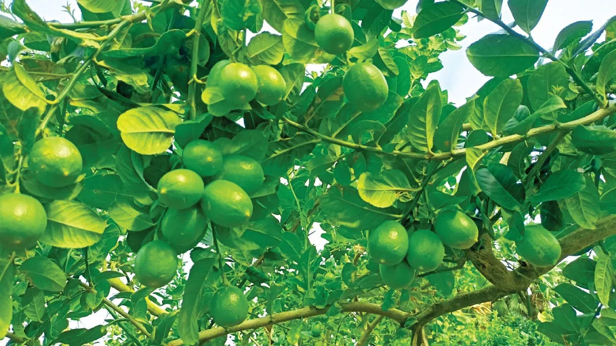 শ্রীমঙ্গলে চায়ের জনপদে লেবুর বিস্তার