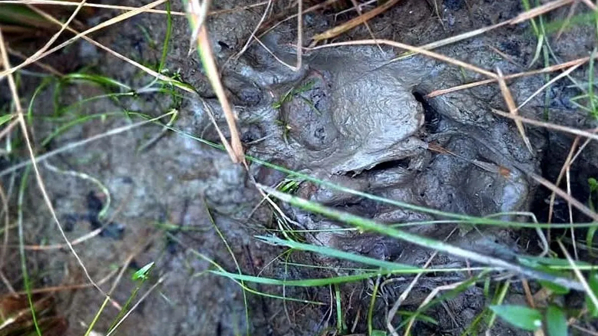শরণখোলায় আবারও বাঘের হানা, আতঙ্কে ৫ গ্রামের মানুষ
